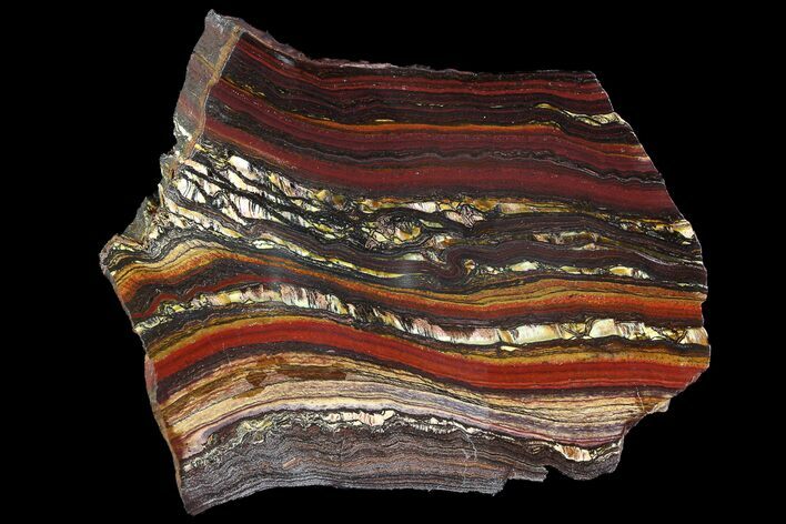 Polished Tiger Iron Stromatolite - ( Billion Years) #92959